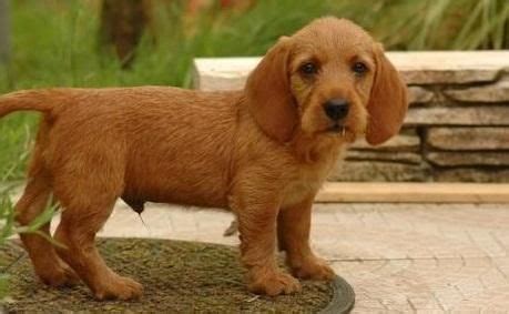 Basset Fauve de Bretagne Puppies For Sale | Dallas, TX #121253