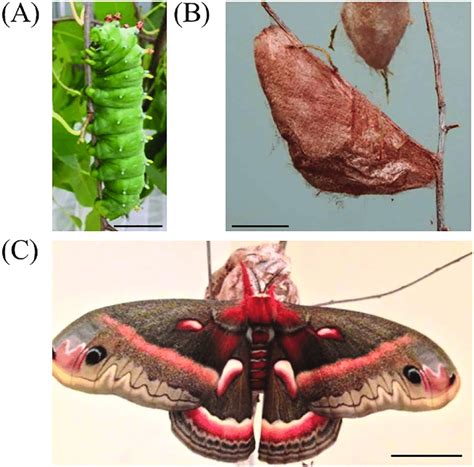 Cecropia Moth Caterpillar