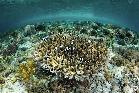 Whitetail Damselfish Swim Over A Coral Photograph by Ethan Daniels - Fine Art America