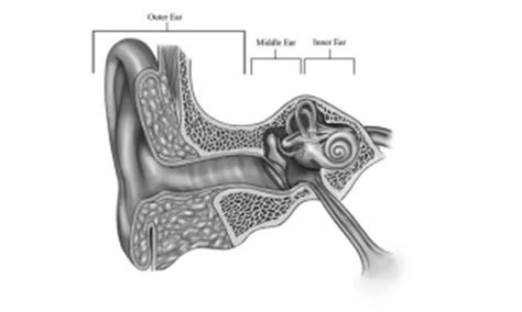 A Patient’s Guide to the Vestibular System | Vestibular Disorders Association