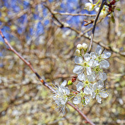 Chickasaw Plum Tree – Green Thumbs Garden