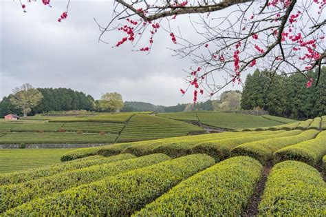 Premium Photo | Tea plantation in shizuoka japan