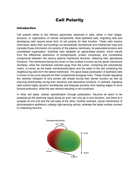 Cell Polarity - Cell Polarity Introduction Cell polarity refers to the ...