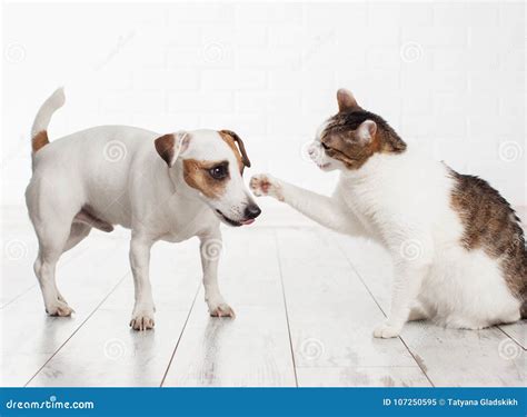 Cat and dog fighting stock image. Image of background - 107250595