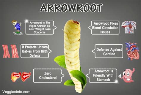 Arrowroot And Its Health Benefits | Veggies Info