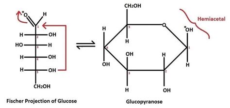 Glucose Ring Structure Formation