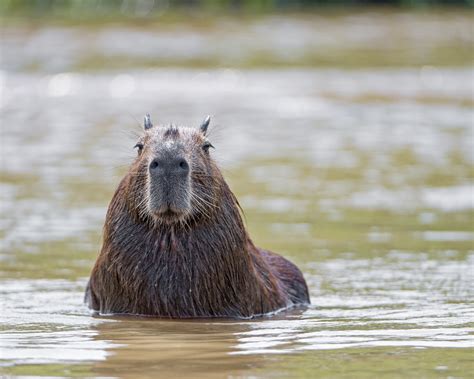 Capybara in the water - a photo on Flickriver