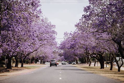 Trees | Jacaranda Festival