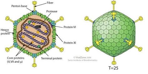 Adenovirus: CLASSIFICATION, DIVERSITY AND STRUCTURE OF ADENOVIRUS