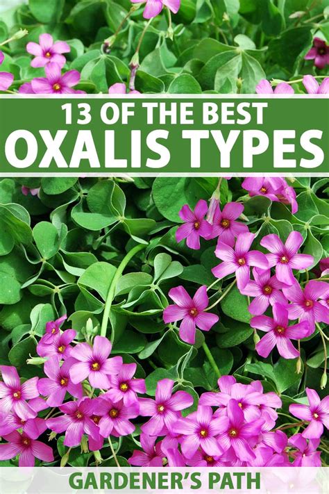 13 of the Best Types of Oxalis to Grow in Your Garden