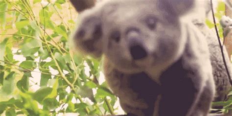 Koala bear. | 16 Animals Whose Names Are Complete Lies Baby Koala, Koala Bear, Cute Animal ...