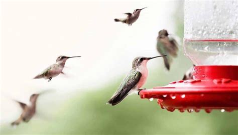 Why You Should Attract Hummingbirds – ETX Life