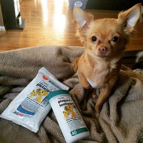 The 14 Best Dog Dental Wipes!