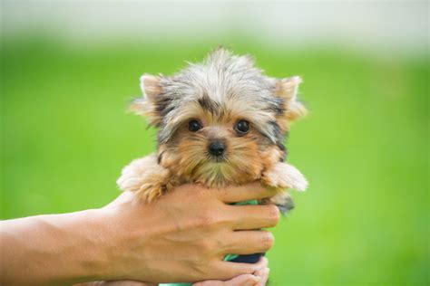 Why a Teacup Yorkie is Perfect for Family Life with Kids