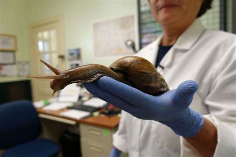 Giant African land snail spotted in Florida, section of county under quarantine: Officials - ABC ...