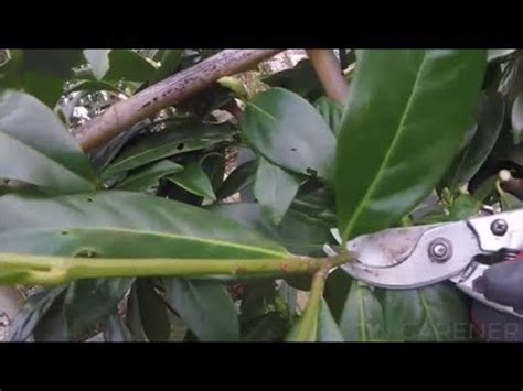 Pleached cherry laurel pruning, trimming. - YouTube