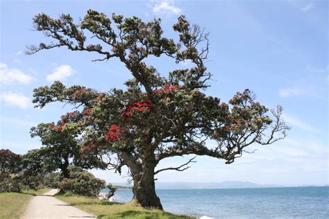 New Zealand Christmas Tree - Pohutukawa ~ Oldbear News