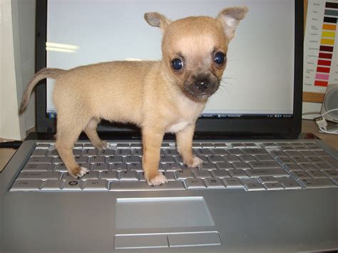 Baby chihuahua on laptop | This is to show how small she is.… | Flickr