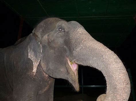 Elephant Raju Cries After Being Rescued From 50 Years Of Suffering In ...