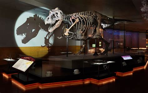 The Tyrannosaurus Rex was actually three different dinosaurs, study ...