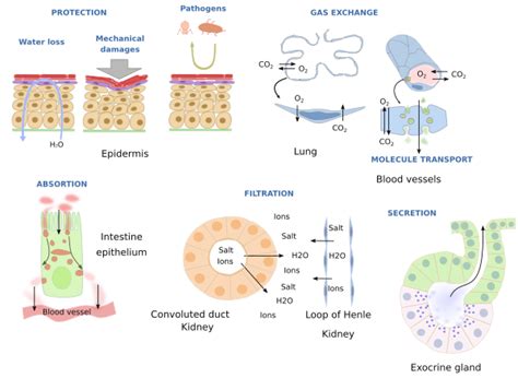 Animal tissues. Epithelial tissue. Atlas of Plant and Animal Histology