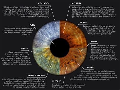 The 4 Main Types of Iris Patterns You Should Know (With Images)