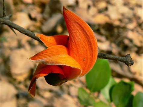 Flower Photos: Palash blooms in the Spring