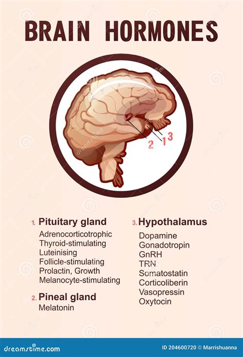 Human Brain Hormones Information Poster Stock Vector - Illustration of education, dopamine ...