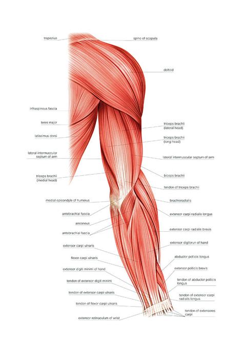 Muscles Of Right Upper Arm #2 Photograph by Asklepios Medical Atlas - Pixels