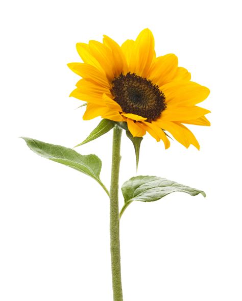 sunflower 20 free Cliparts | Download images on Clipground 2024