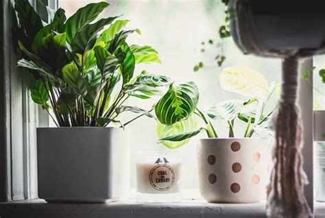 Calathea Light Requirements: How Much Light Does It Need?