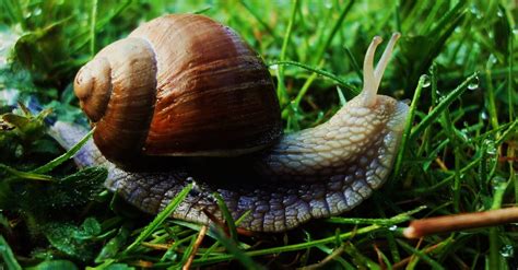 Brown Snail on Green Grass at Daytime · Free Stock Photo