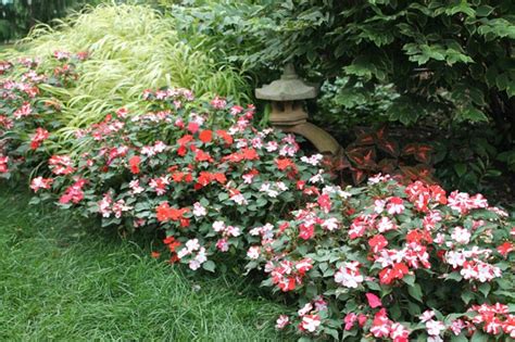 Impatiens: Is Our Favorite Shade Flower Making a Comeback?