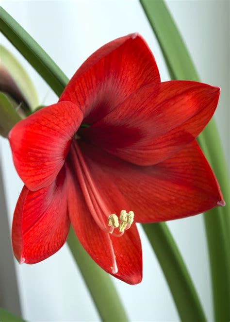 Amaryllis - growing, planting and advice on how to care for it.