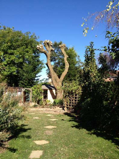 Pollarding Willow Trees - by Greyhound Gardening