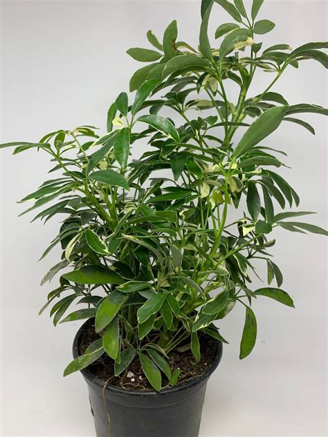 6” Variegated Schefflera - Flowers Talk Tivoli