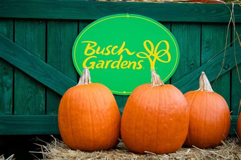 Busch Gardens Williamsburg Announces Halloween Harvest - Coaster101