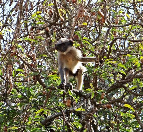 hanuman, langur, primate, monkey, dharwad, india, tamarind tree, baby ...