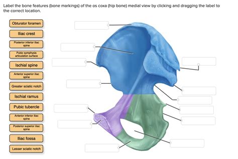 SOLVED: The correct location Obturator foramen Iliac crest Posterior inferior iliac spine Pubic ...