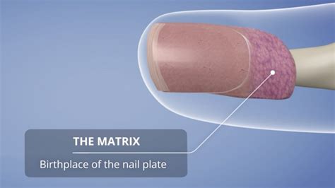 Matrix - NailKnowledge