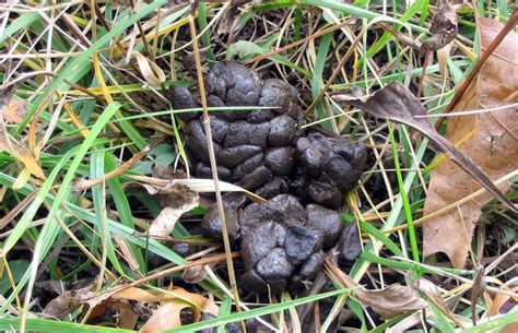 Scat-tergories: The scoop on poop | Forest Preserve District of Will County