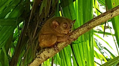 Tarsier Conservation Area (Loboc) - 2020 All You Need to Know Before You Go (with Photos ...