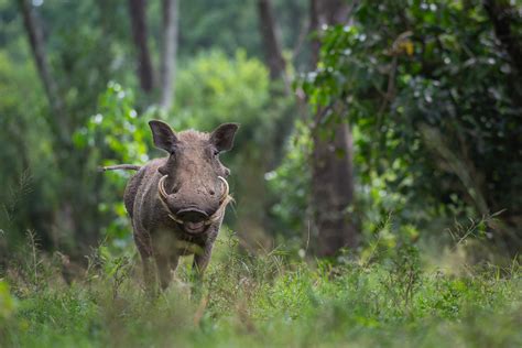 Warthog | Sean Crane Photography