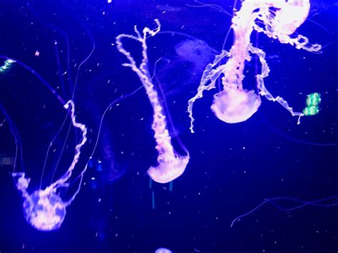 Purple-Striped Jellyfish | SIMILAR BUT DIFFERENT IN THE ANIMAL KINGDOM