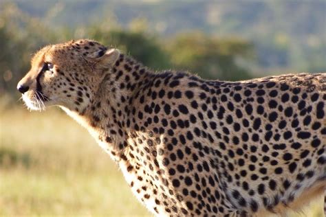 Why Do Cheetahs Have Spots? – Animal Kingdom