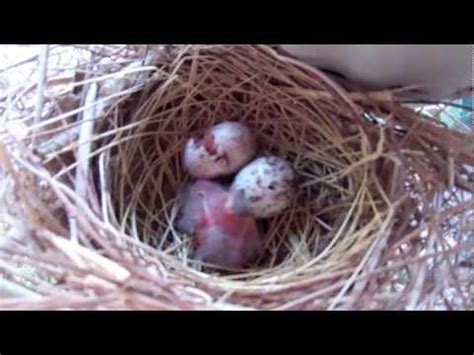 All About Baby Cardinals with Photos & Videos