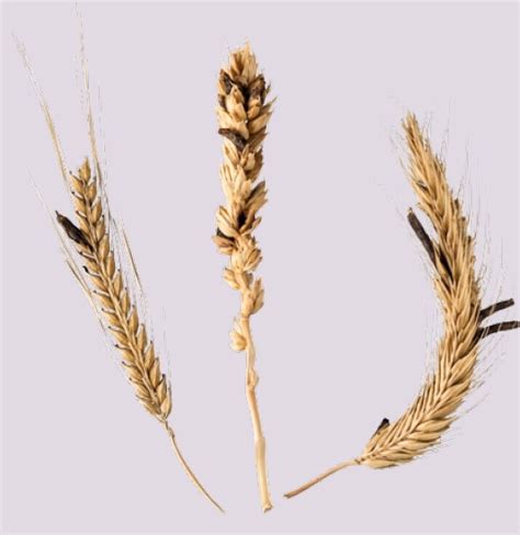 The highs and lows of ergot | Microbiology Society