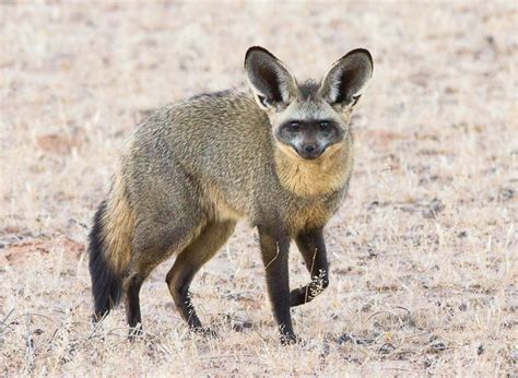 Bat-eared Fox Facts, Habitat, Diet, Life Cycle, Baby, Pictures