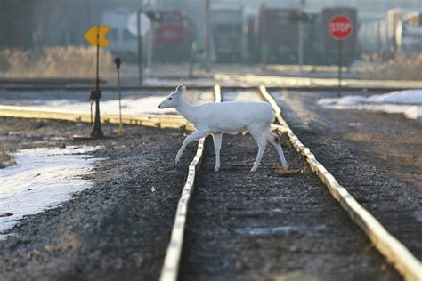 White Buck Crossing Tracks Photograph by Brook Burling | Fine Art America