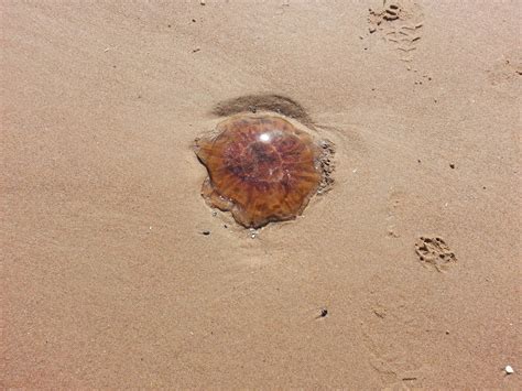 Jellyfish On New Smurna Beach | Our Beach Communities Blog